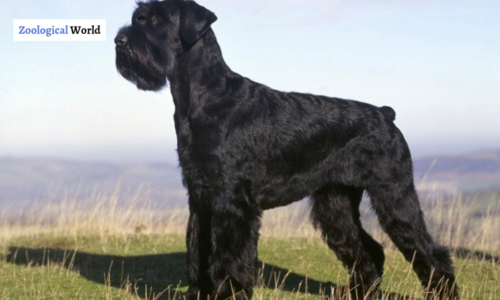 Giant Schnauzer