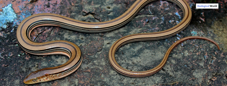 7 Glass Lizard interesting facts - Zoological World