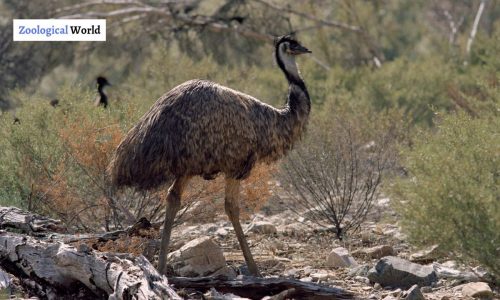 Emu