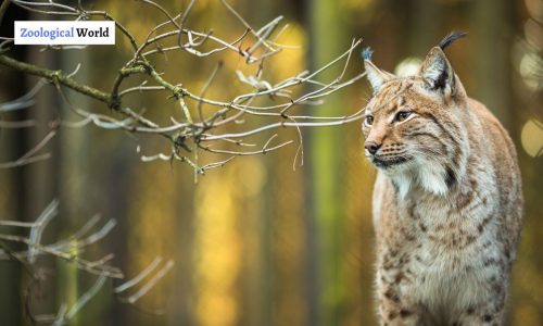 Eurasian Lynx