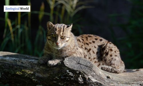 Fishing Cat