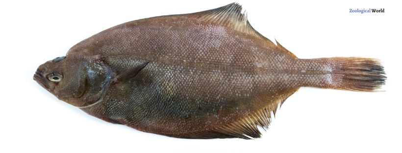 Flounder