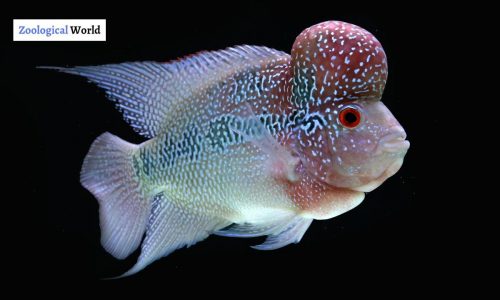 Flowerhorn Fish