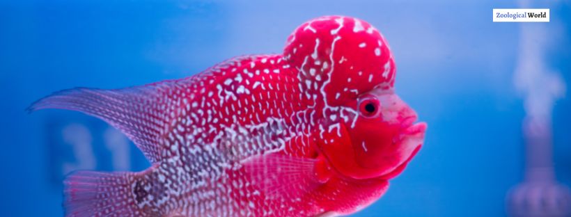 Flowerhorn Fish