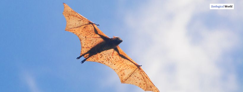 Golden-Crowned Flying Fox