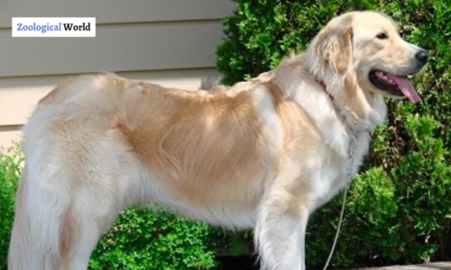 Golden Pyrenees