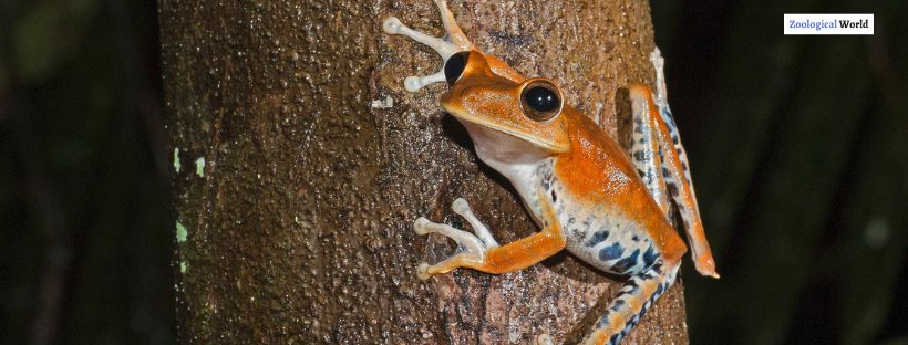 Goliath Frog