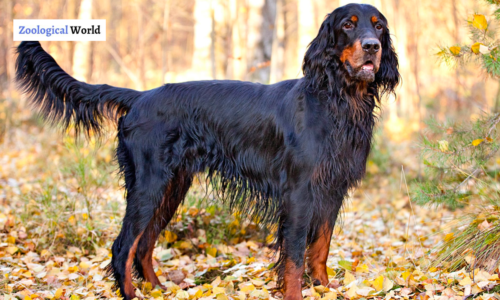 Gordon Setter