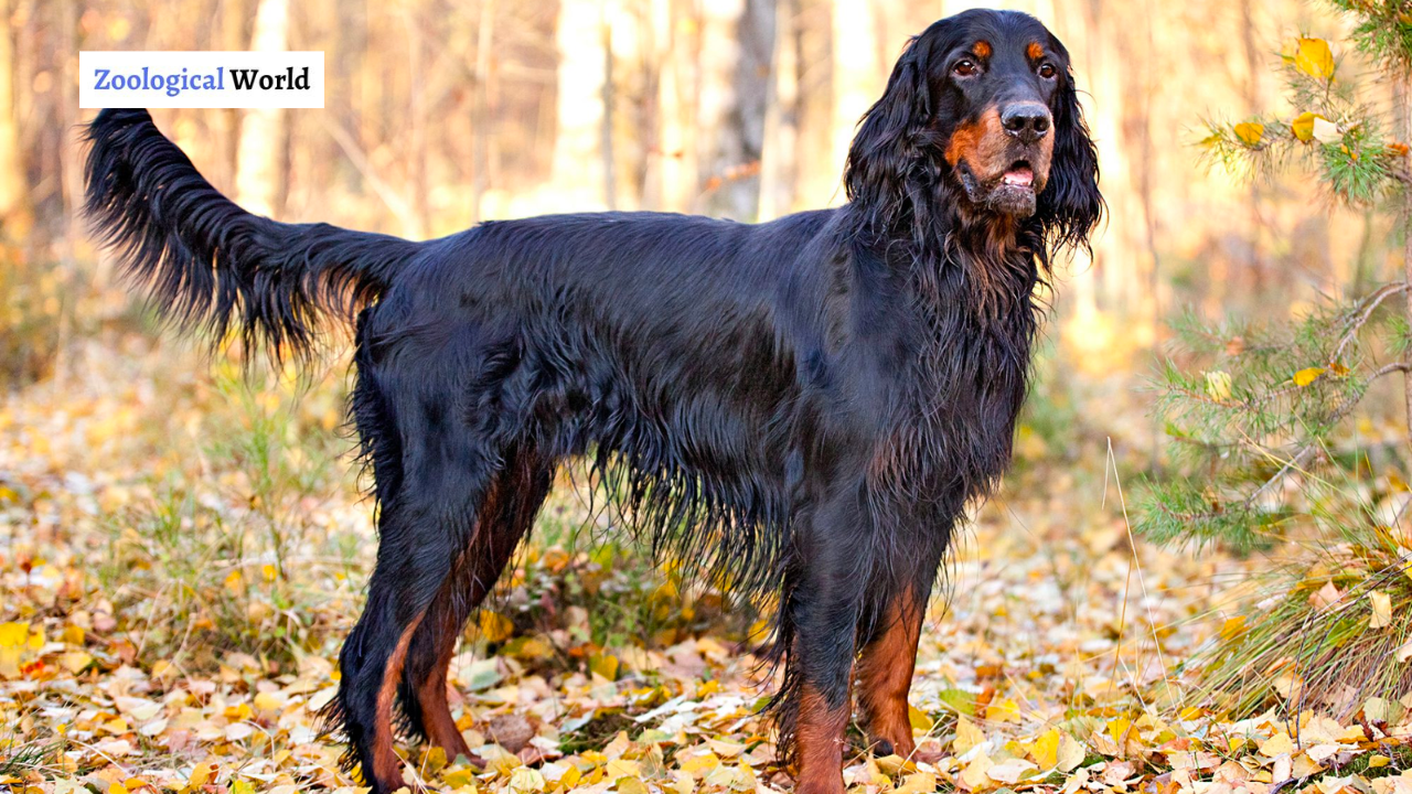 Gordon Setter Dog Breed Complete Gudie - Zoological World