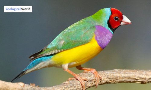 Gouldian Finch