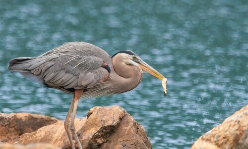 Great Blue Heron