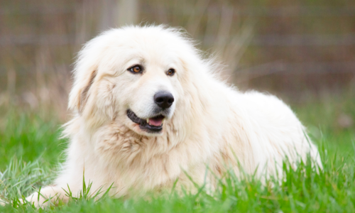 Great Pyrenees