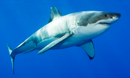 Great White Shark