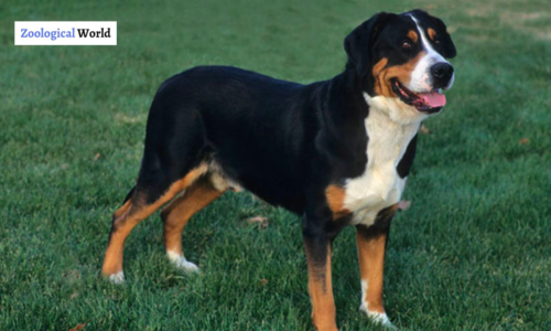 Greater Swiss Mountain Dog