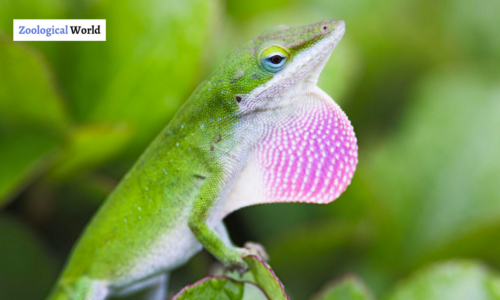 Green Anole