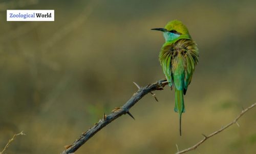 Green Bee-Eater