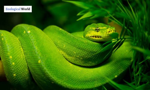 Green Mamba