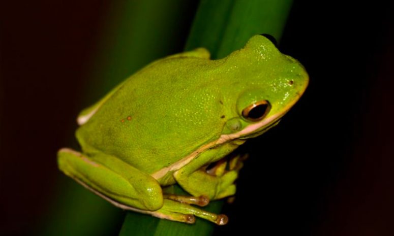 10 Best Similarities and Difference Between Frogs and Toads ...