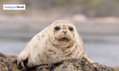 Harbor Seal