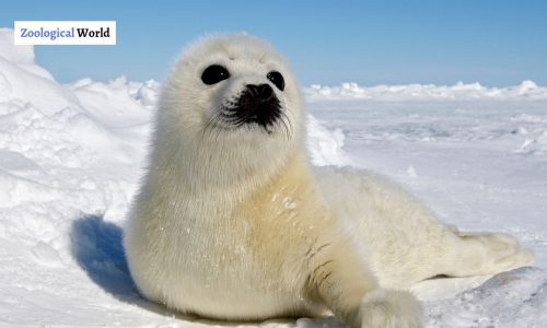 Harp Seal