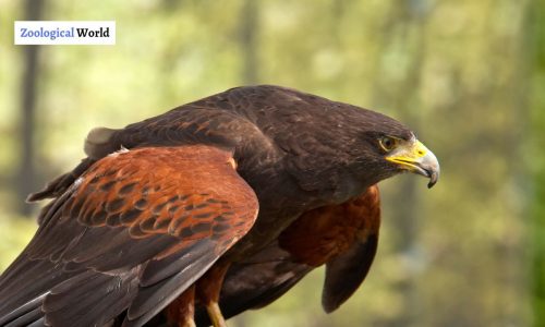 Harris Hawk