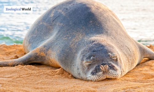 Hawaiian Monk Seal