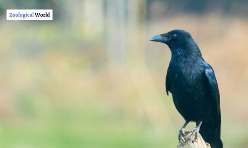 Hawaiian crow