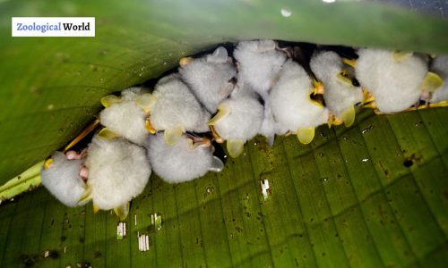 Honduran White Bat