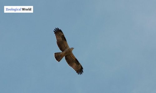 Honey Buzzard