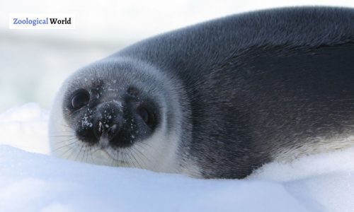 Hooded Seal