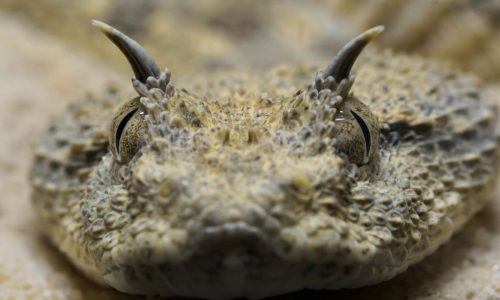 Horned Viper