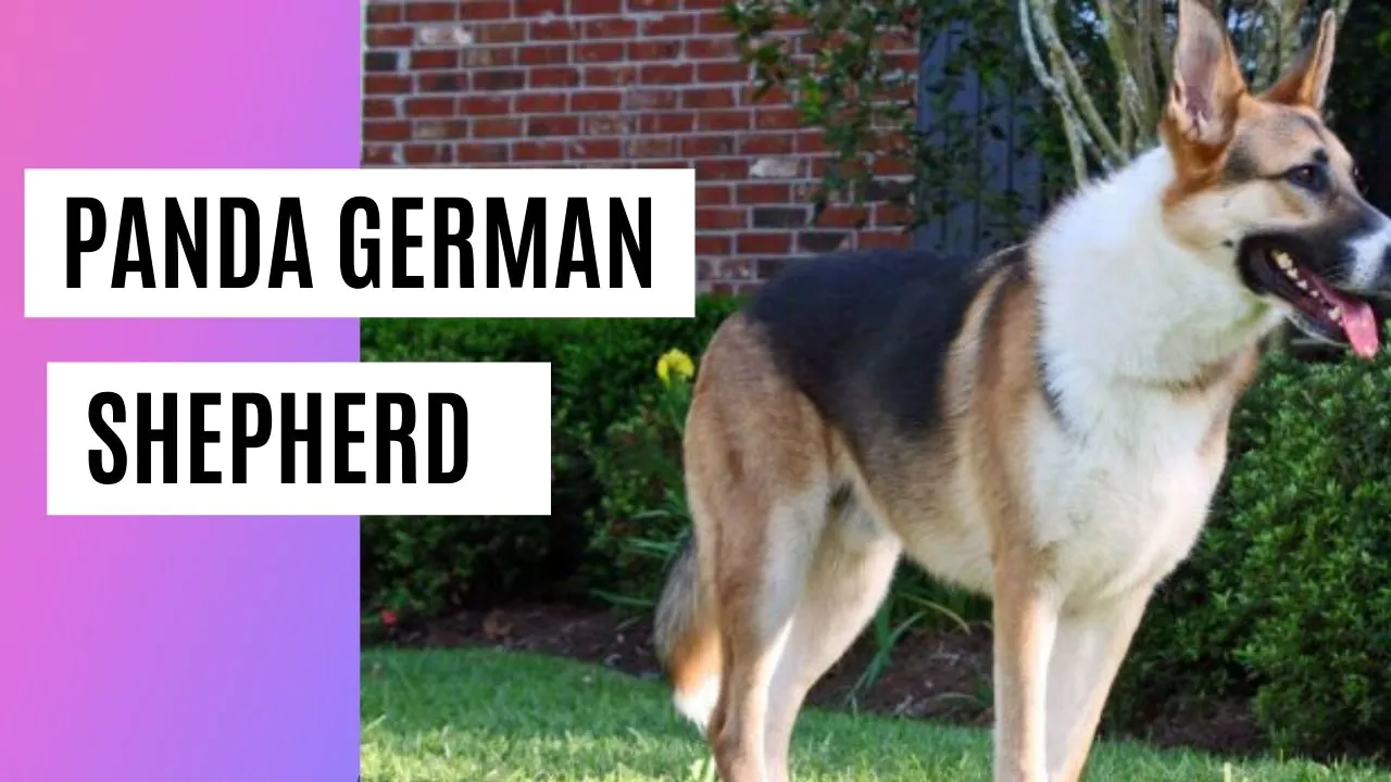 can purebred german shepherd puppies have white on their chest