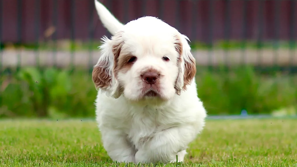 are clumber spaniel the most intelligent dogs